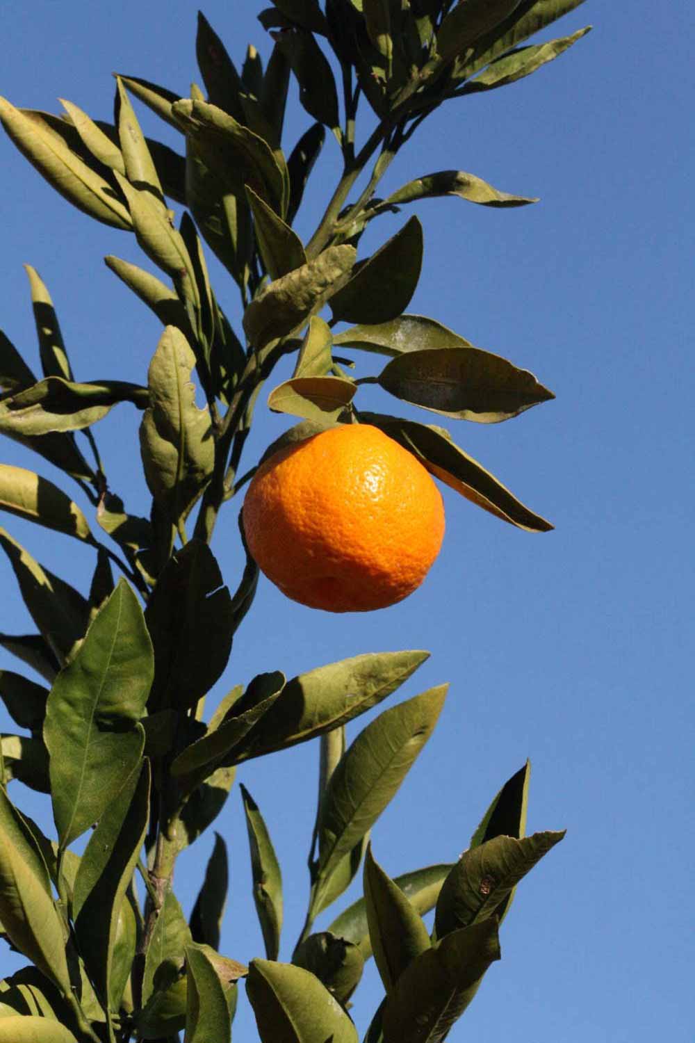              Fruit (Riverside, CA)       